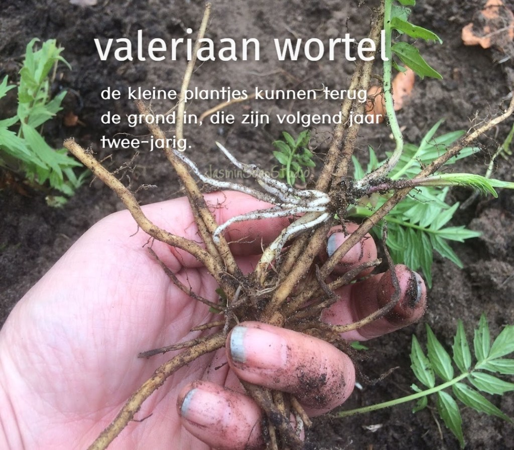 hand met opgegraven valeriaanwortels door jasminsoapstudio